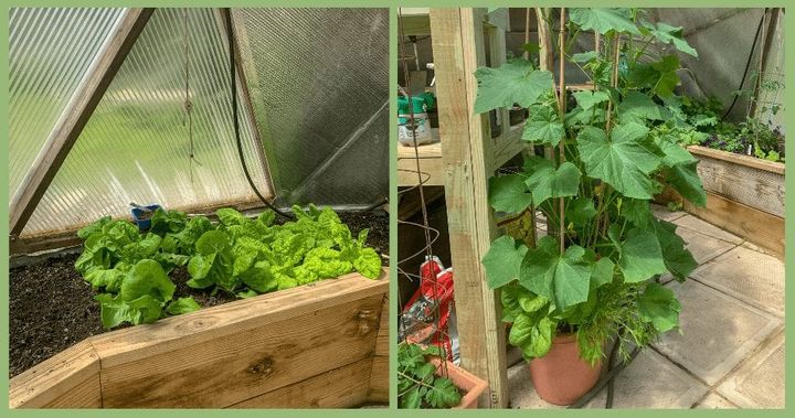 Tomatoes and lettuce in Maine Growing Dome Greenhouse