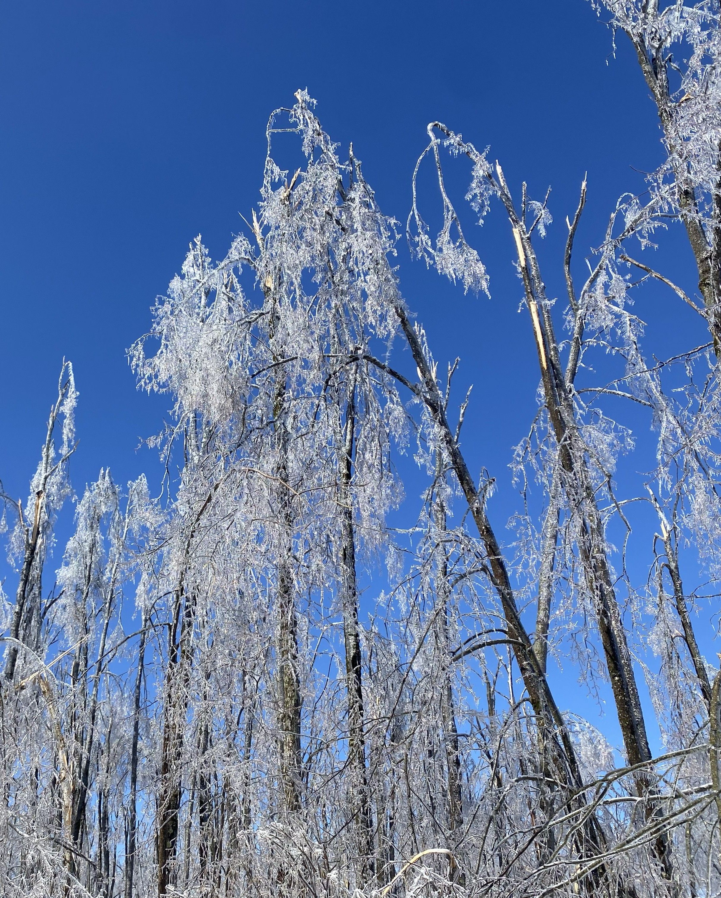 view looking at the missing tops of the damaged trees from ice storm
