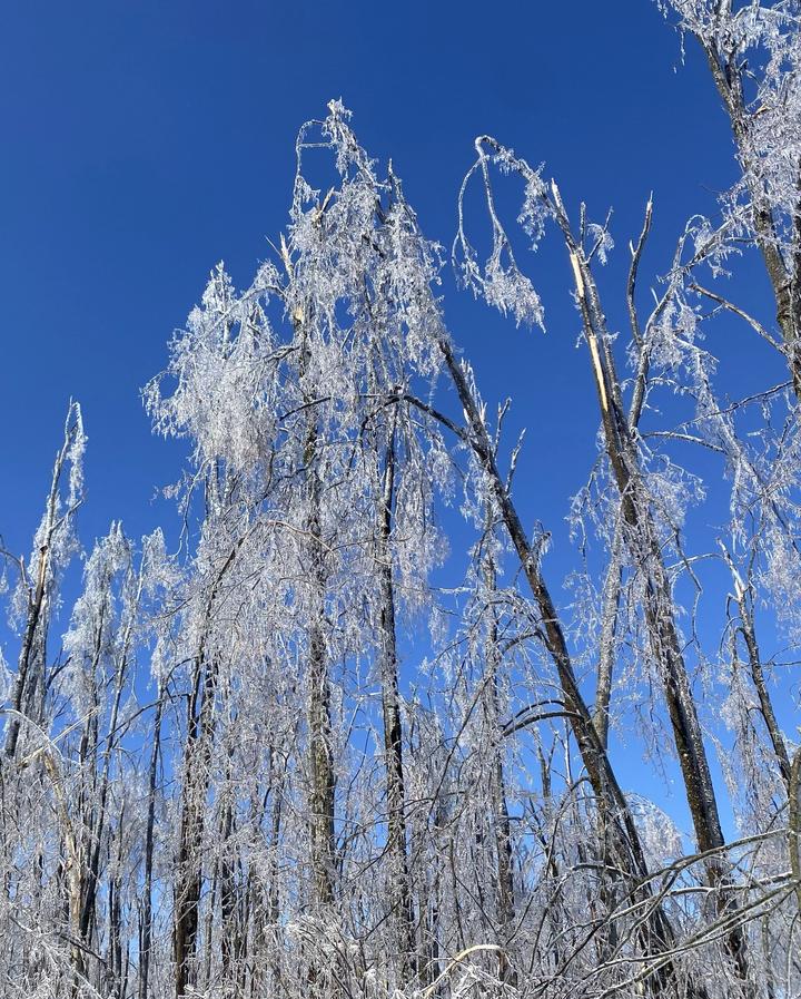 view looking at the missing tops of the damaged trees from ice storm