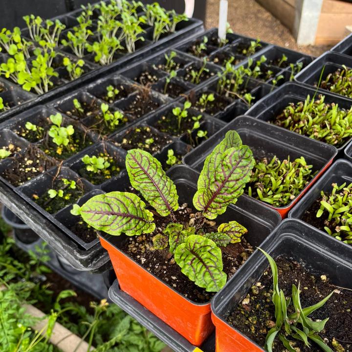Sorrel seedling and other newly germinated crops in 4" and 2" pots