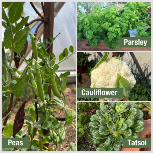collage of photos of winter crops including peas, cauliflower, tatsoi, parsley