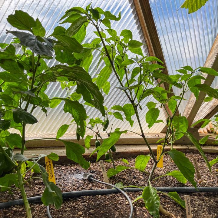 Jalapeños growing in a 33' Growing Dome being irrigated with drip irrigation