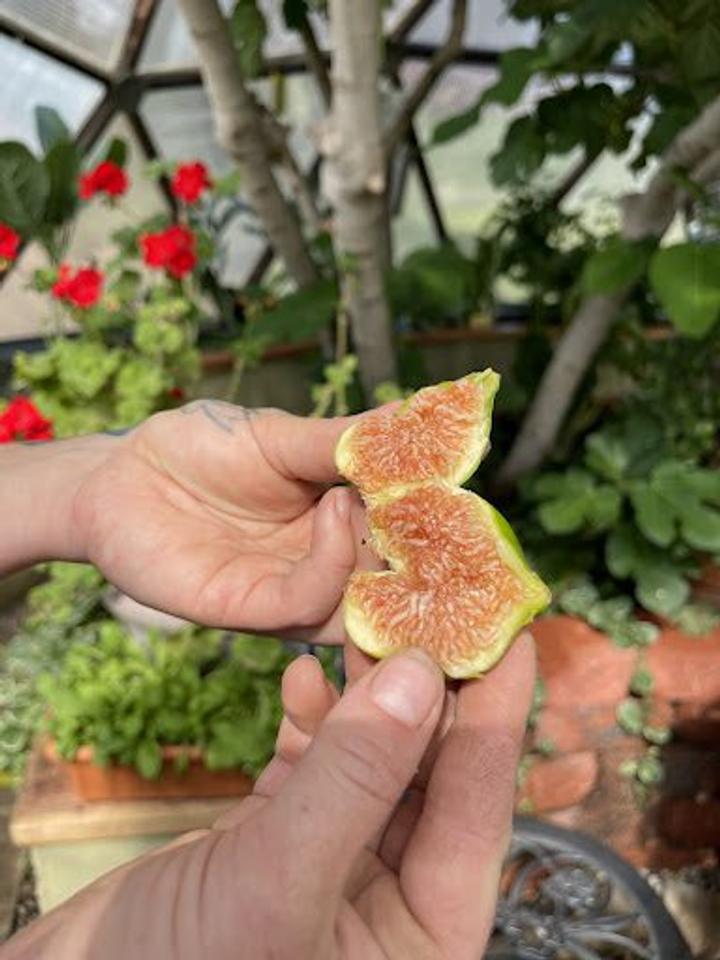 Perfectly ripe fig fruit