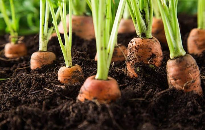 Carrots popping up out of a raised bed