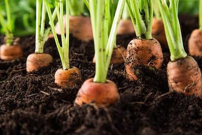 Carrot image