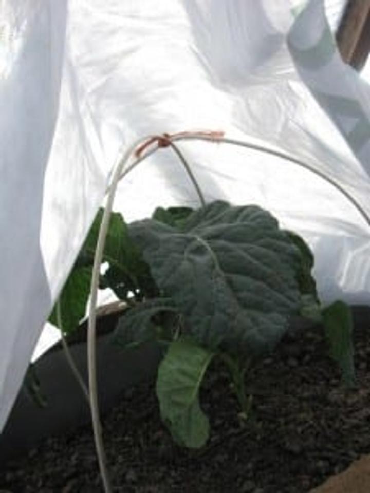 re purposed wire shown holding up row cover