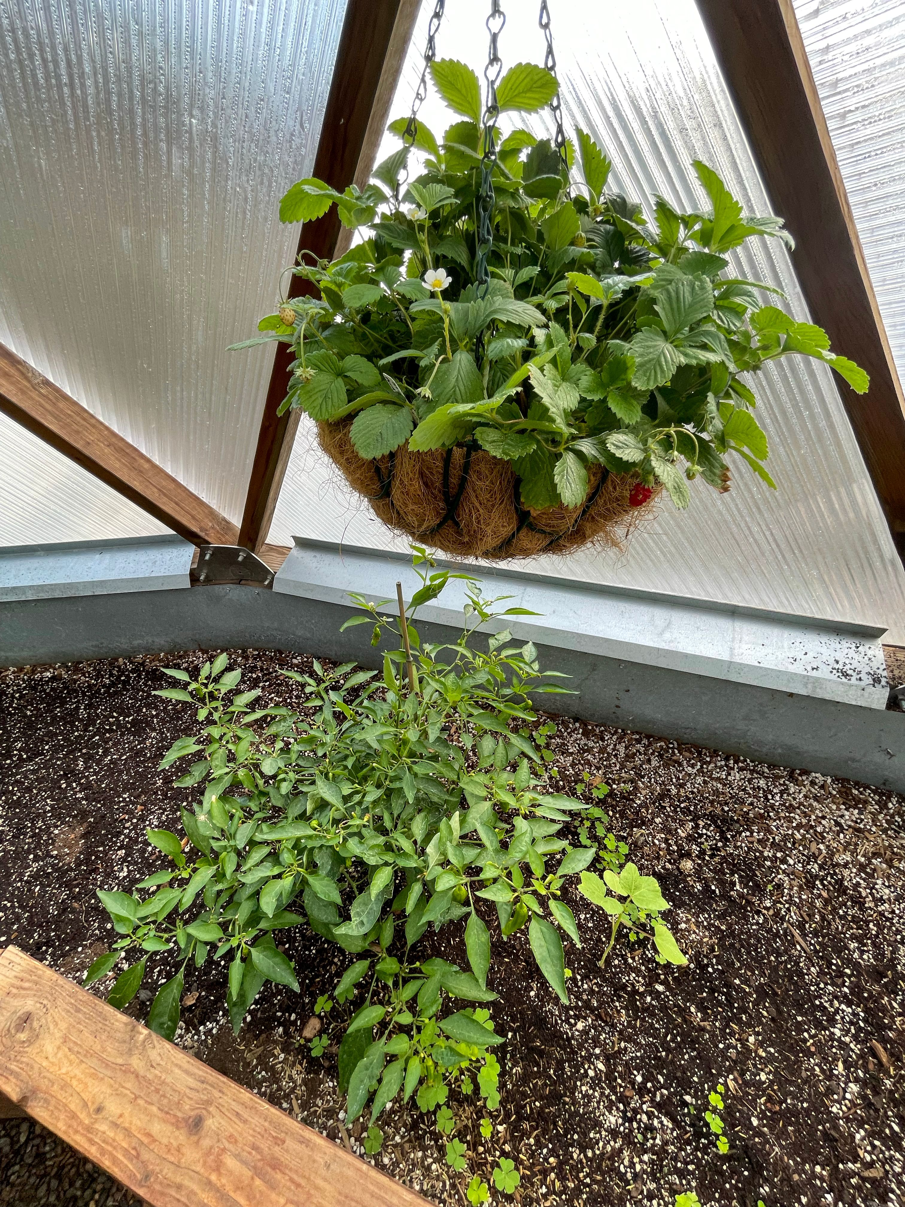 strawberries in a hanging basket above a pepper plant in a greenhouse environment