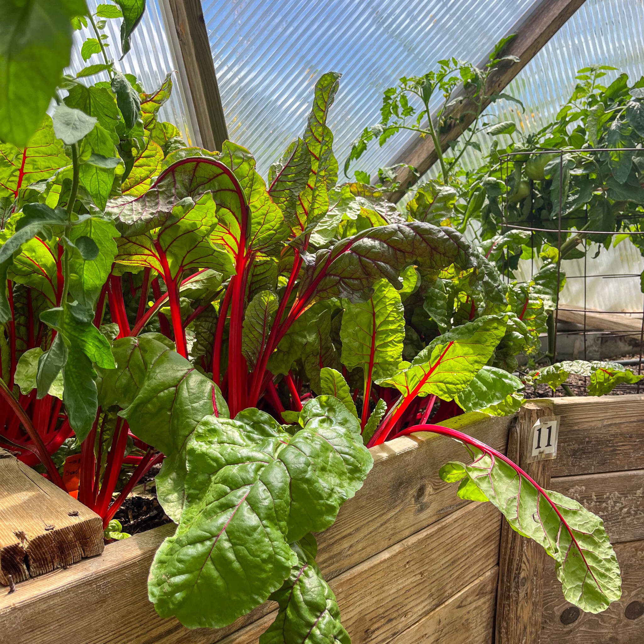 Vibrant green chard leaves with red stems