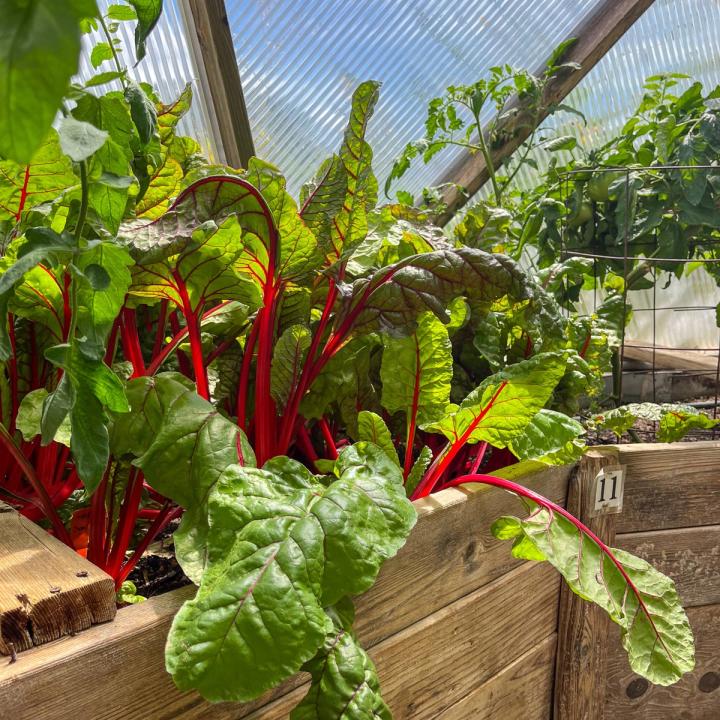 Vibrant green chard leaves with red stems