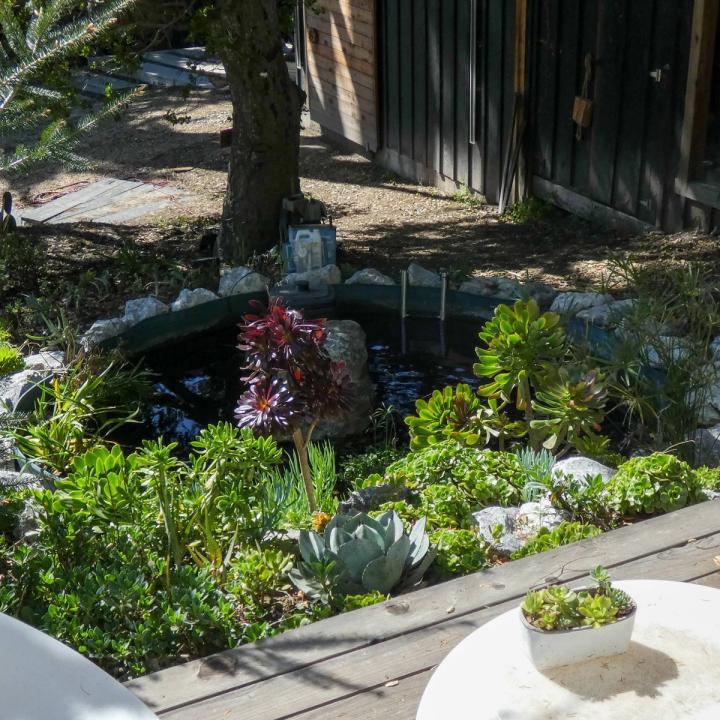 Modern Homestead Trout Pond