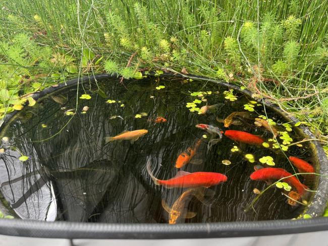 Vibrant oragnge and speckled goldfish surfacing for food in a pond surrounded by parrot feather