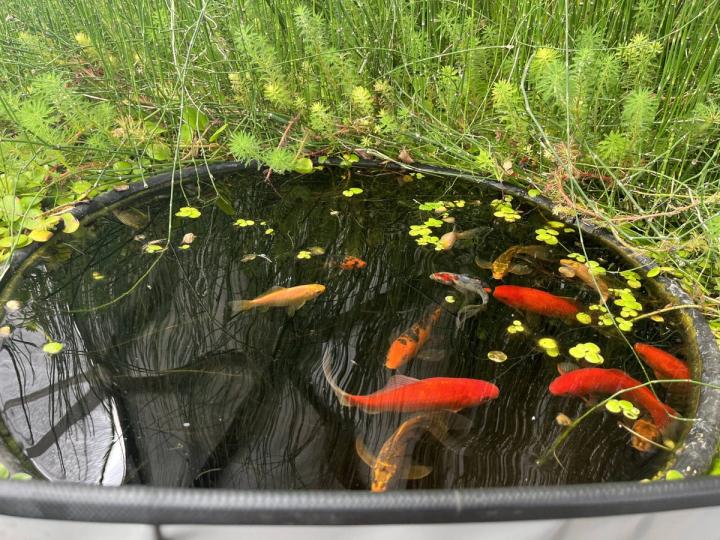 Goldfish coming to the surface of an above ground pond filled with parrot feather aquatic plants