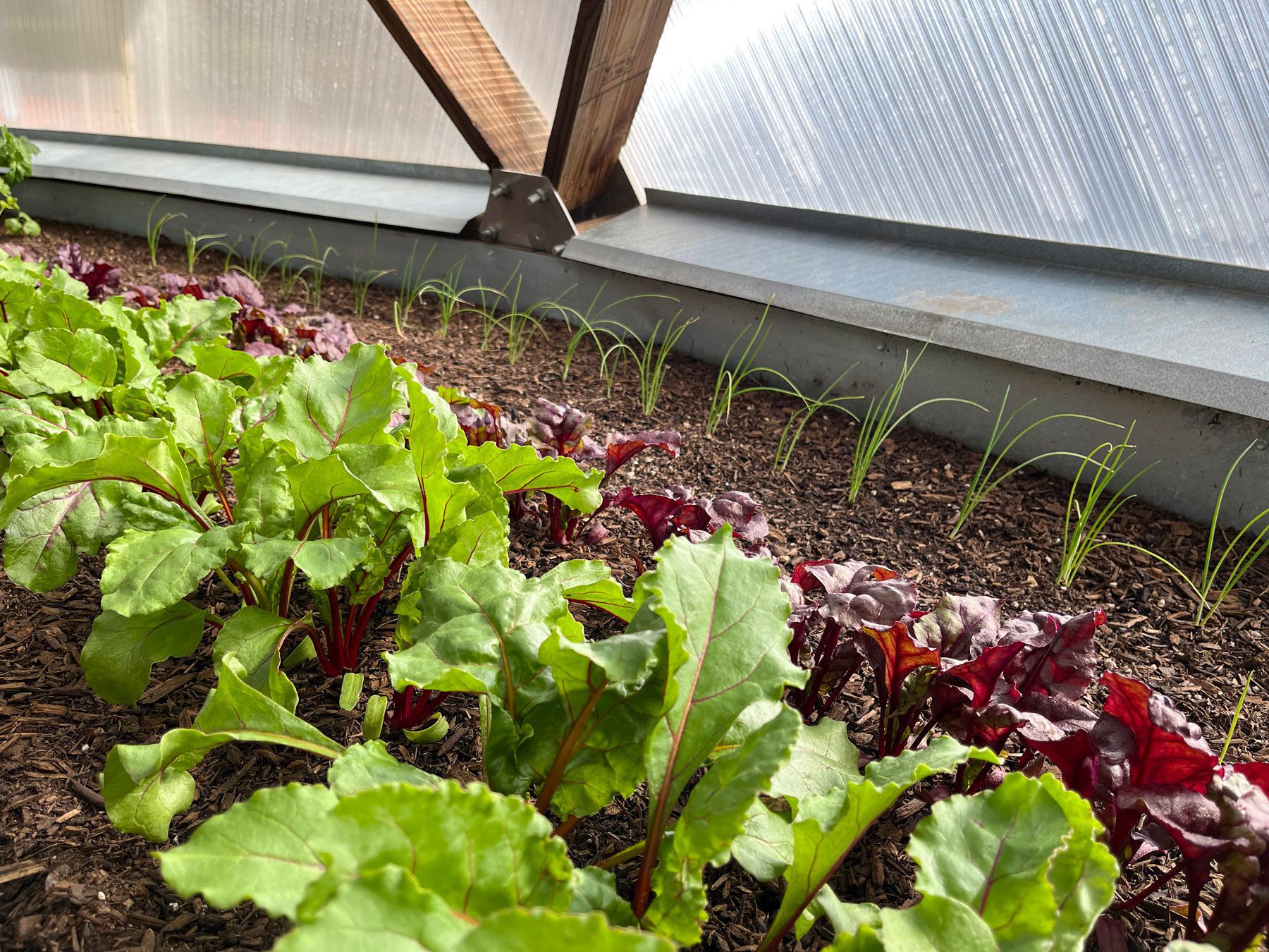 Depending on your climate, you can start sowing fall crops like these beets and onions as early as August, amongst your summer plants