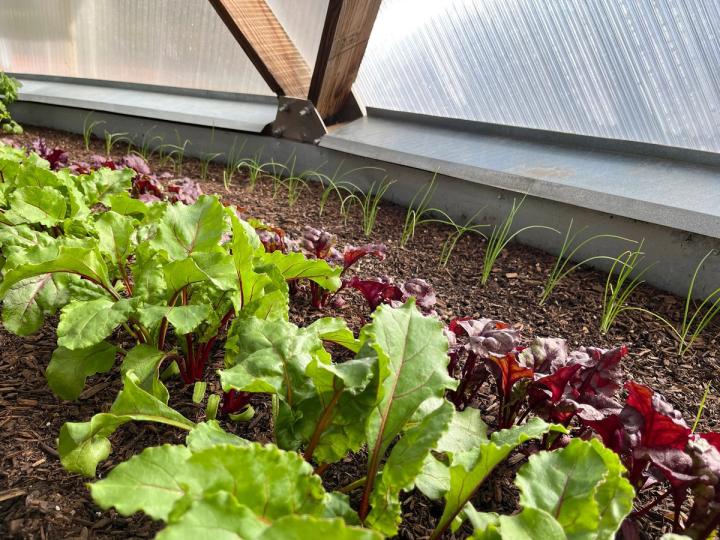 Depending on your climate, you can start sowing fall crops like these beets and onions as early as August, amongst your summer plants