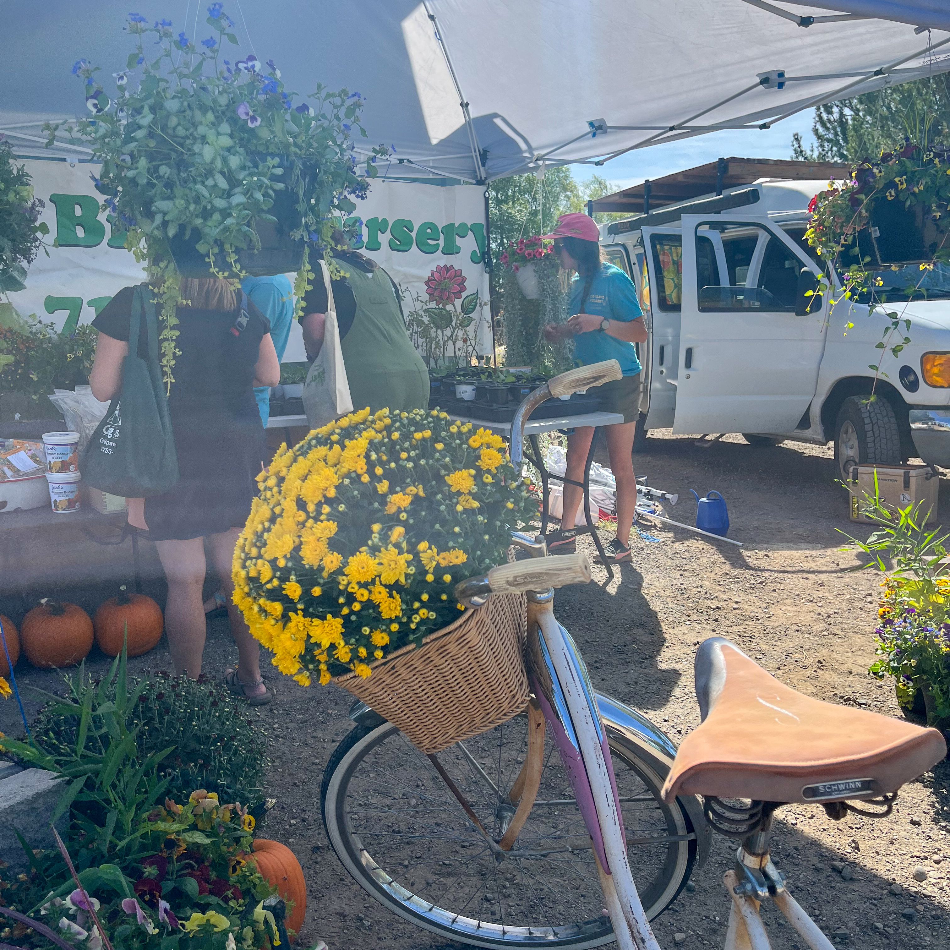 A bike with basket filled with mums at a nursery booth at an event