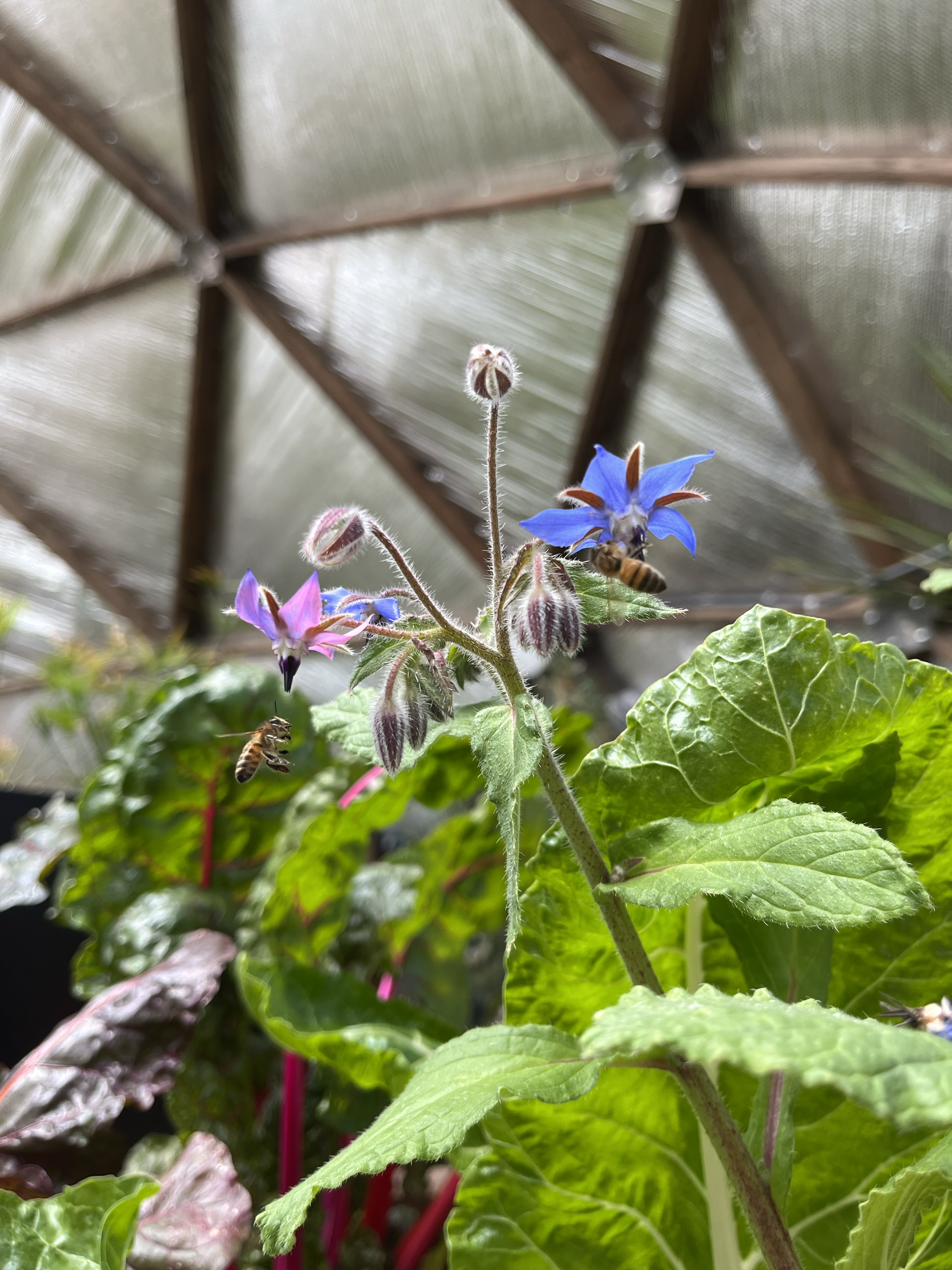 bees attracted to borage flowers the growing domes north wall reflectix is visible in the background
