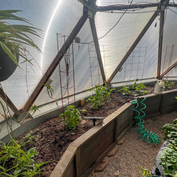 Backyard boxes perimeter garden beds in a texas greenhouse with small plants, trellises, and a solar irrigation system