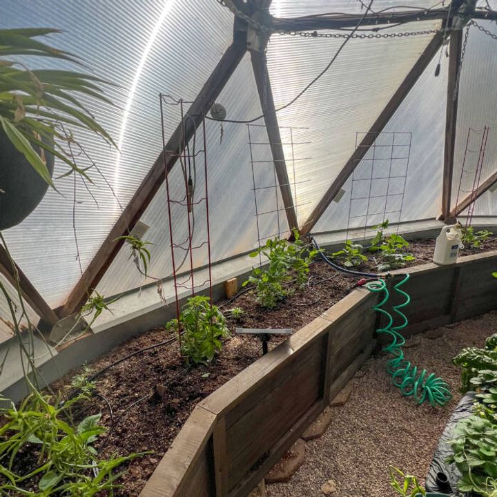 Backyard boxes perimeter garden beds in a texas greenhouse with small plants, trellises, and a solar irrigation system