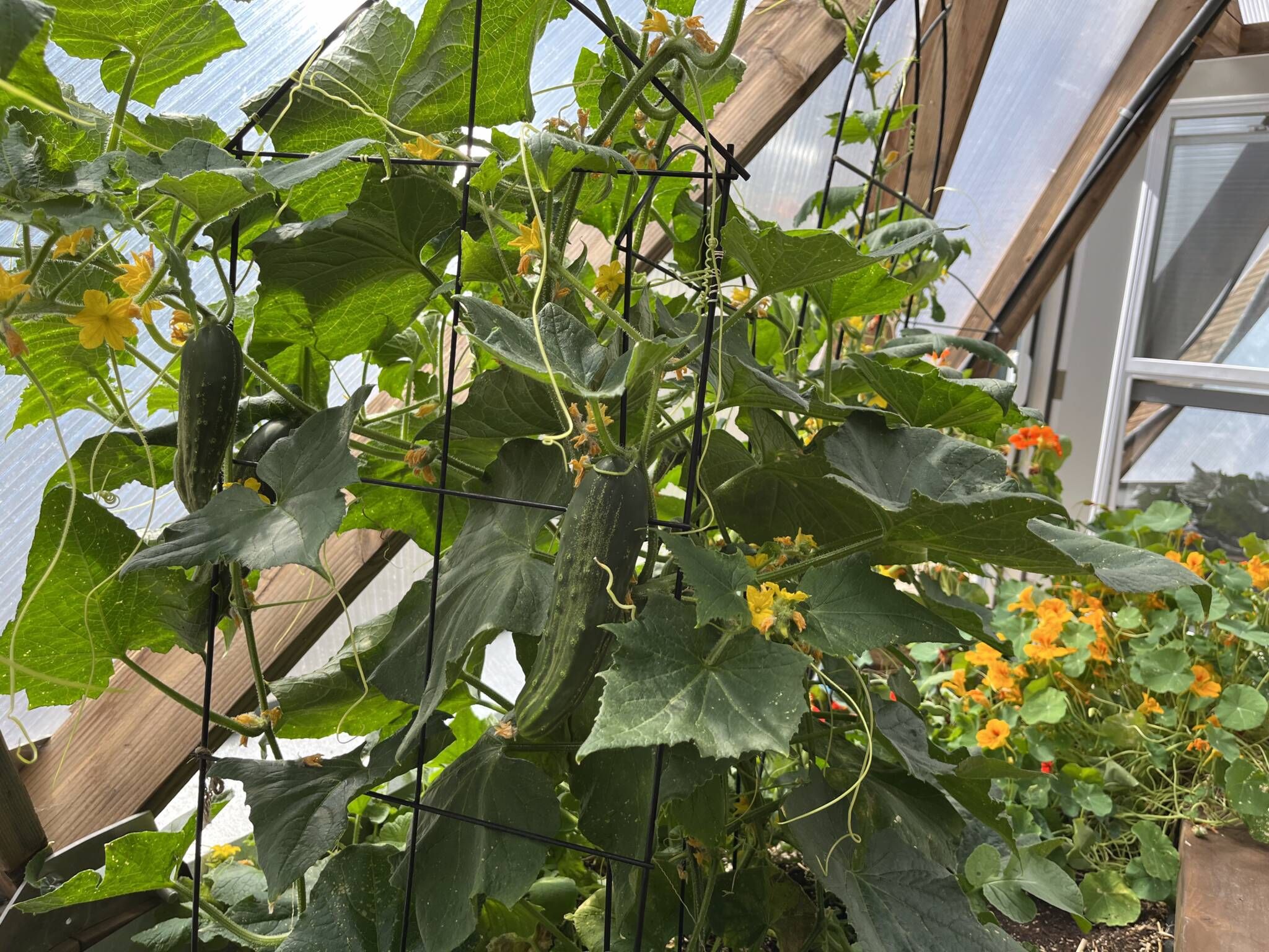 cucumbers with companion plant nasturtium