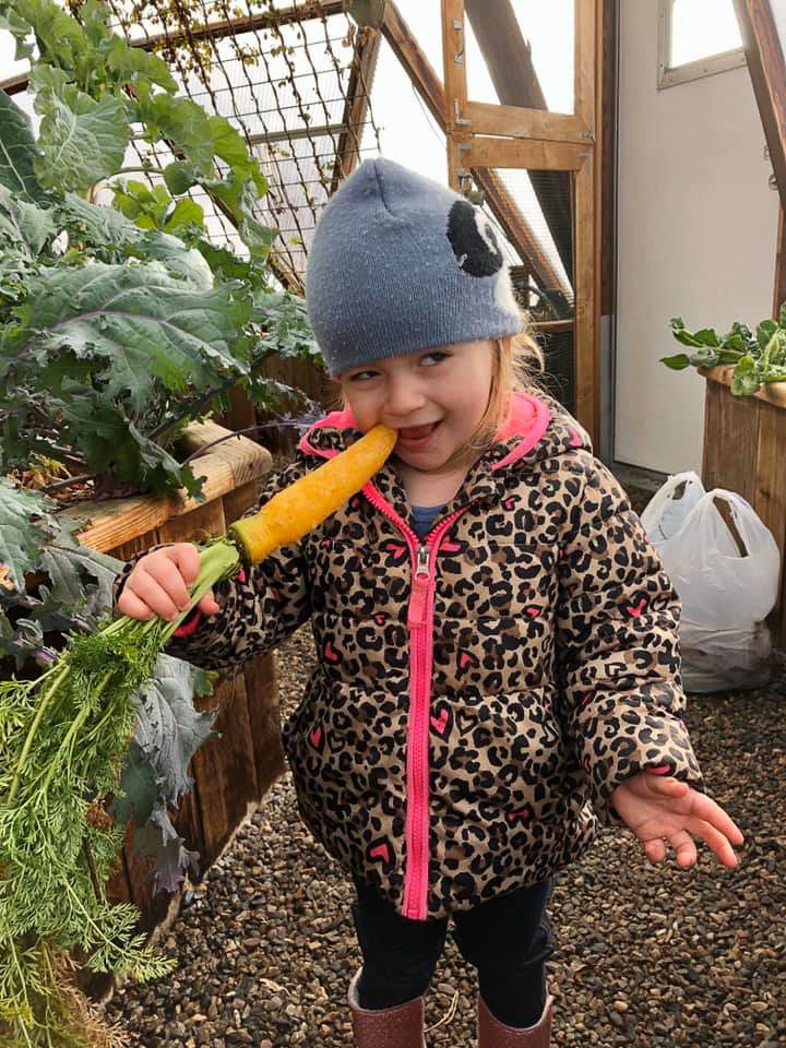 Young child in a winter coat eating a carrot fresh from her backyard greenhouse