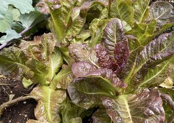 1-Lettuce_0564