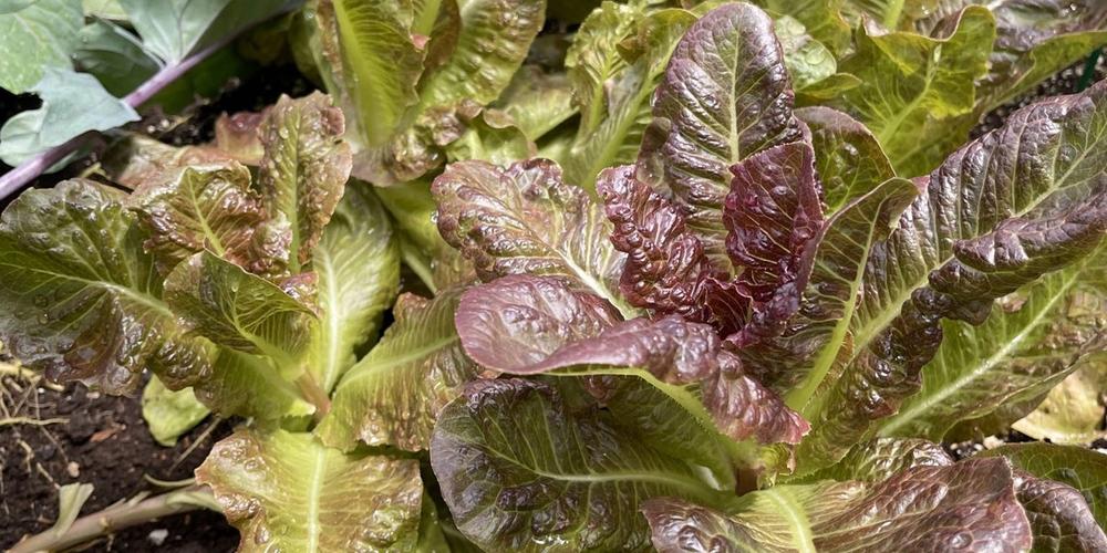 1-Lettuce_0564