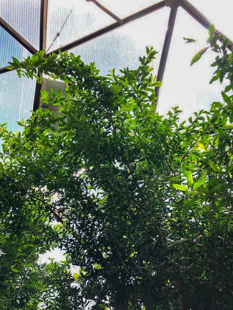pomegranate shrub growing in an off-grid greenhouse garden