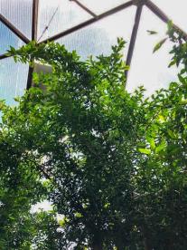pomegranate shrub growing in an off-grid greenhouse garden