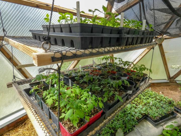 tomato and pepper seedlings on shelves suspended from the growing dome over the raised beds