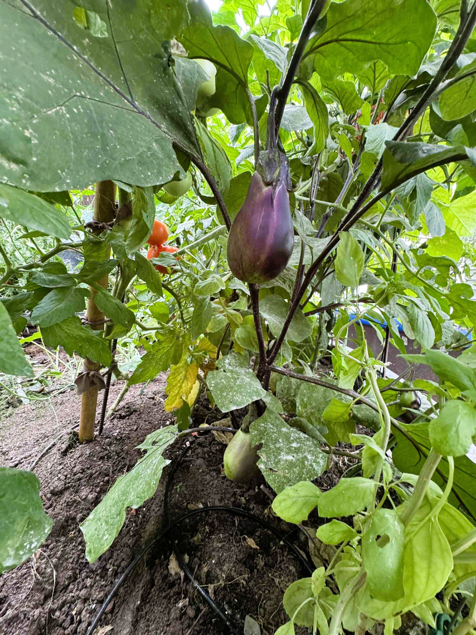 eggplant in Nielson's Nebraska greenhouse
