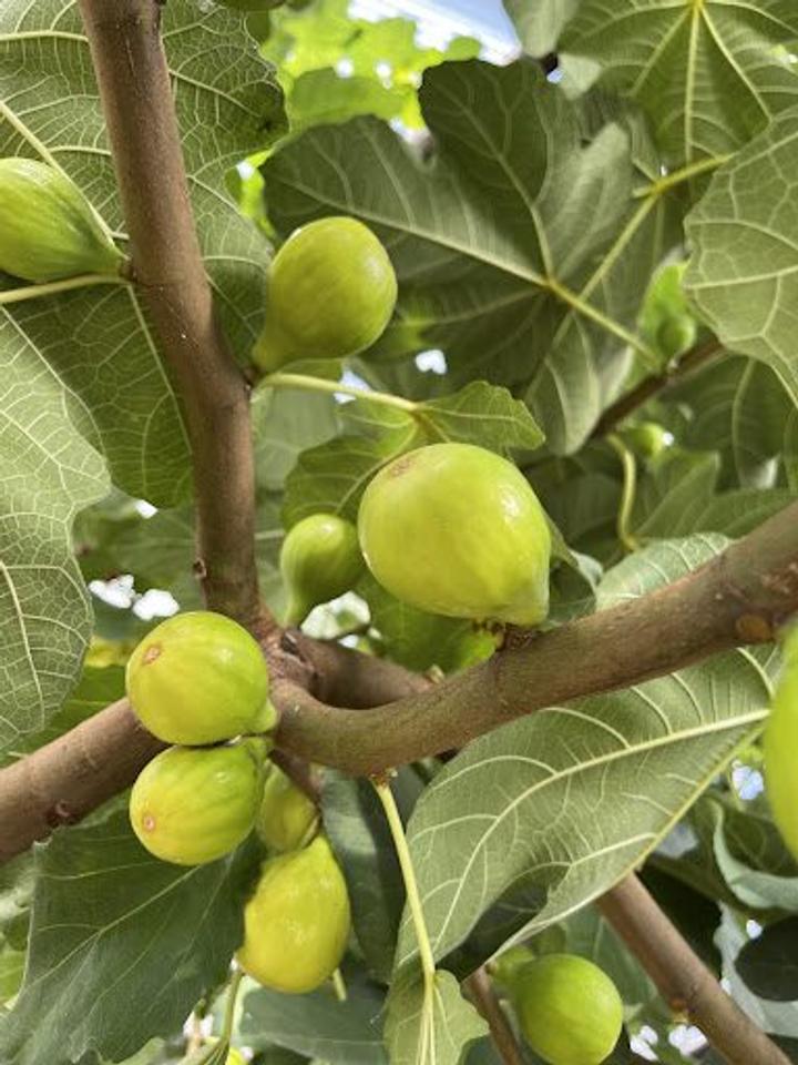 ripe figs on the tree