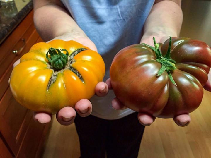tomatoes