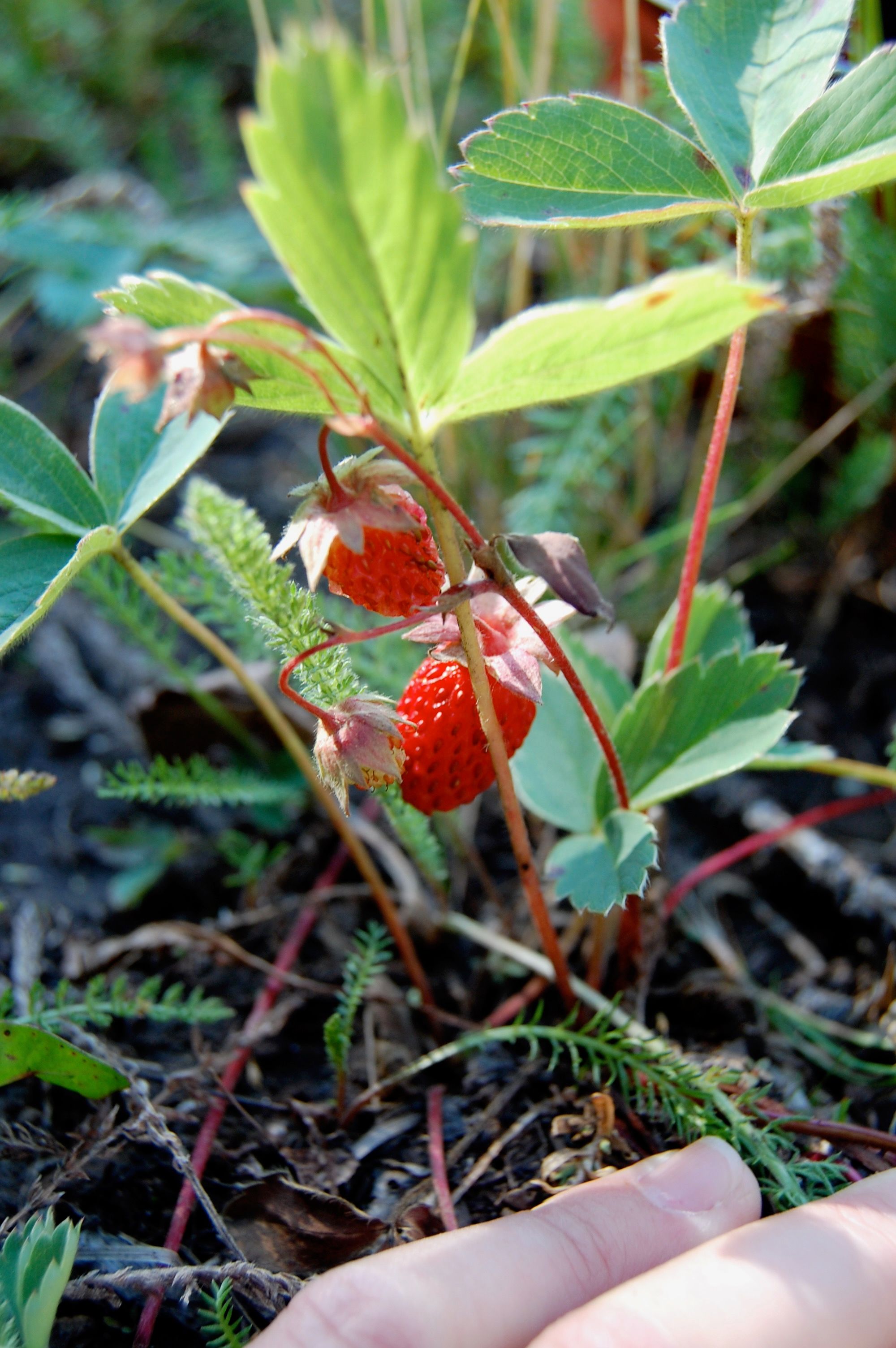 foraging wild strawberries