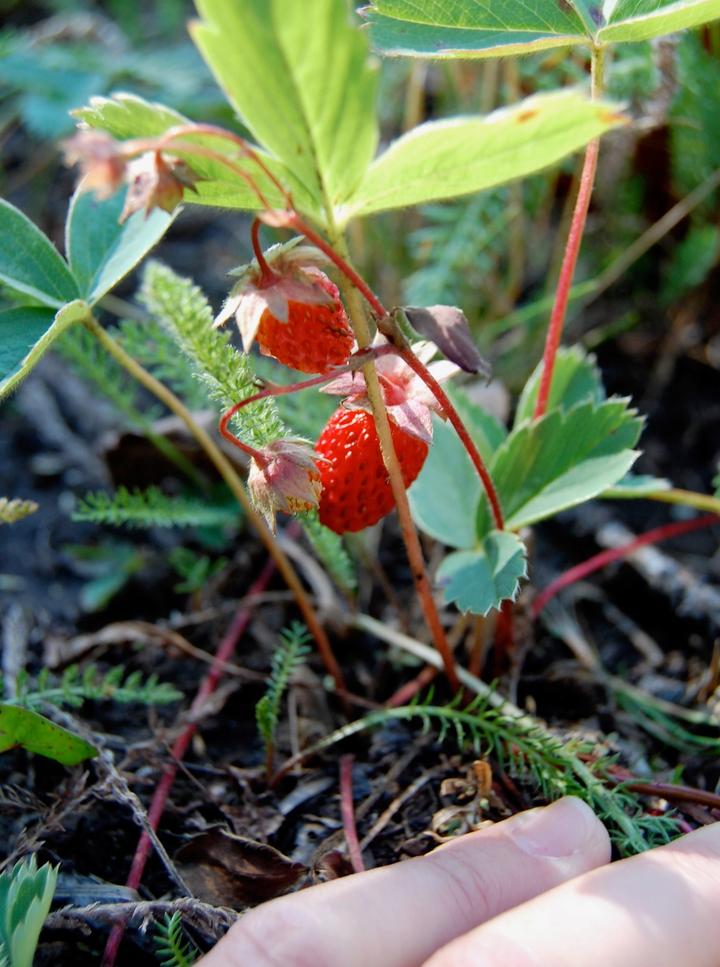 foraging wild strawberries
