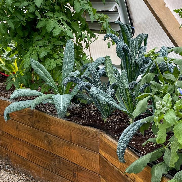 dinosaur kale growing in raised beds