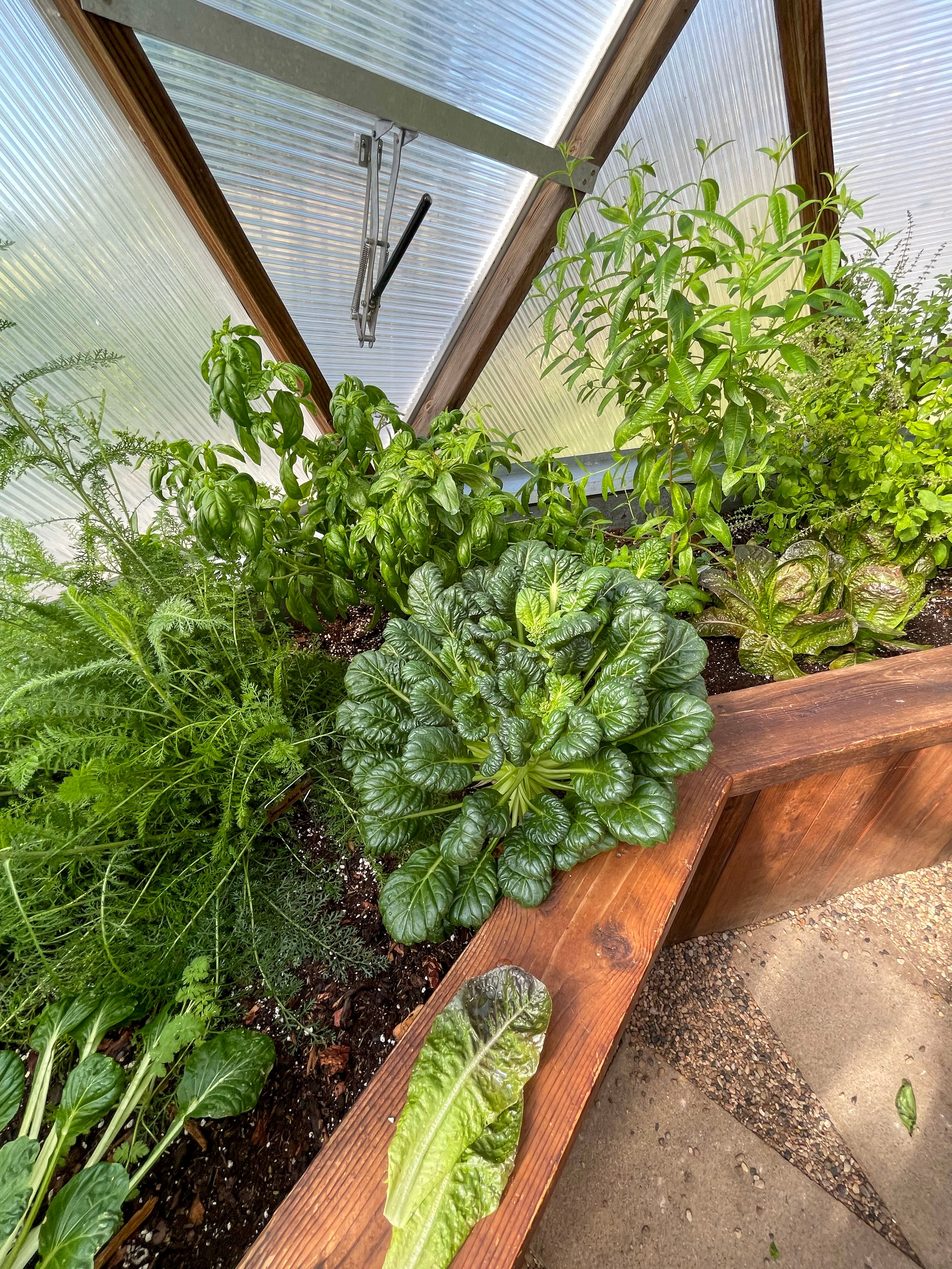 tatsoi lettuce basil herbs growing in raised bed geodesic greenhouse