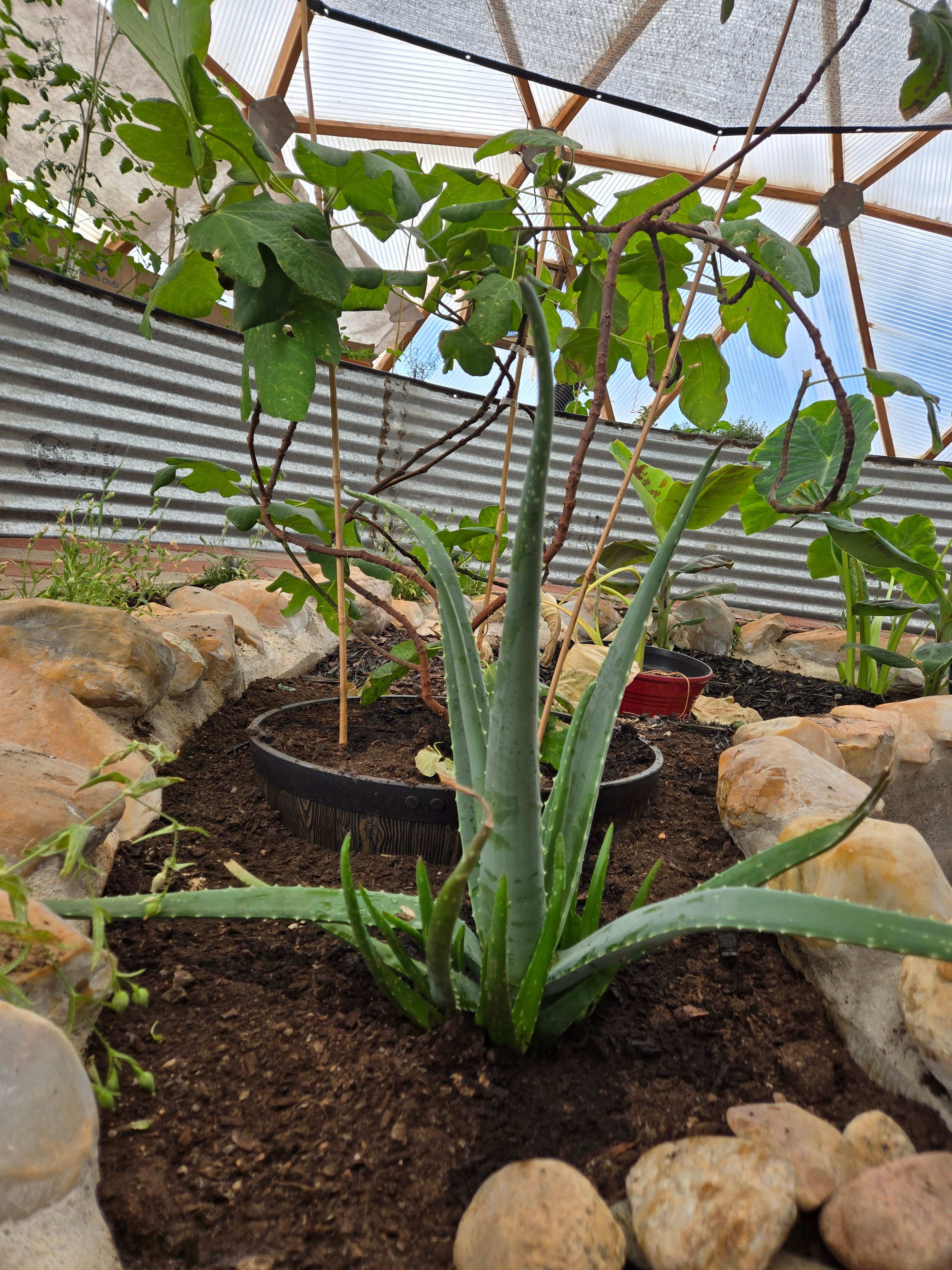 fig tree and aloe growing in a rock lined raised bed in a growing dome geodesic greenhouse