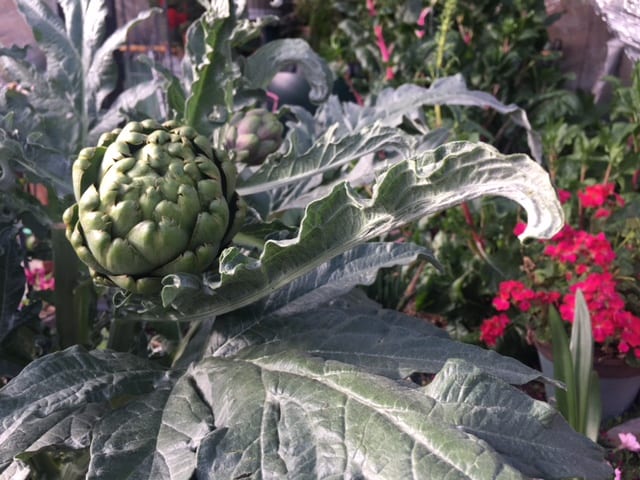 up close picture of an artichoke