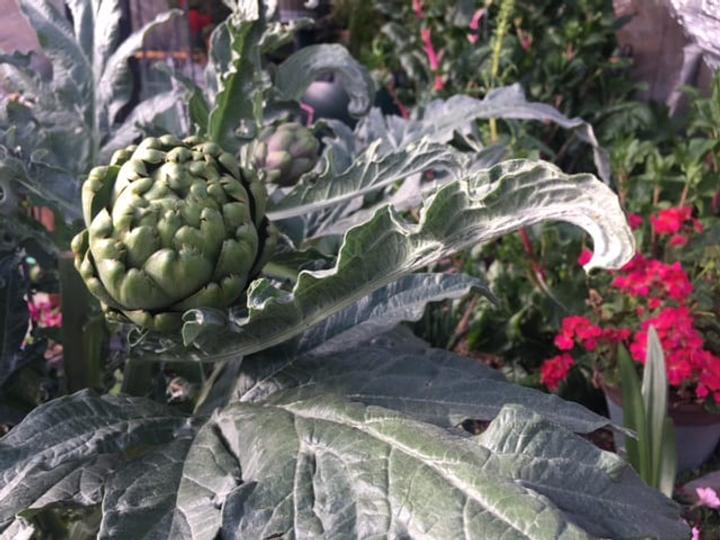 up close picture of an artichoke
