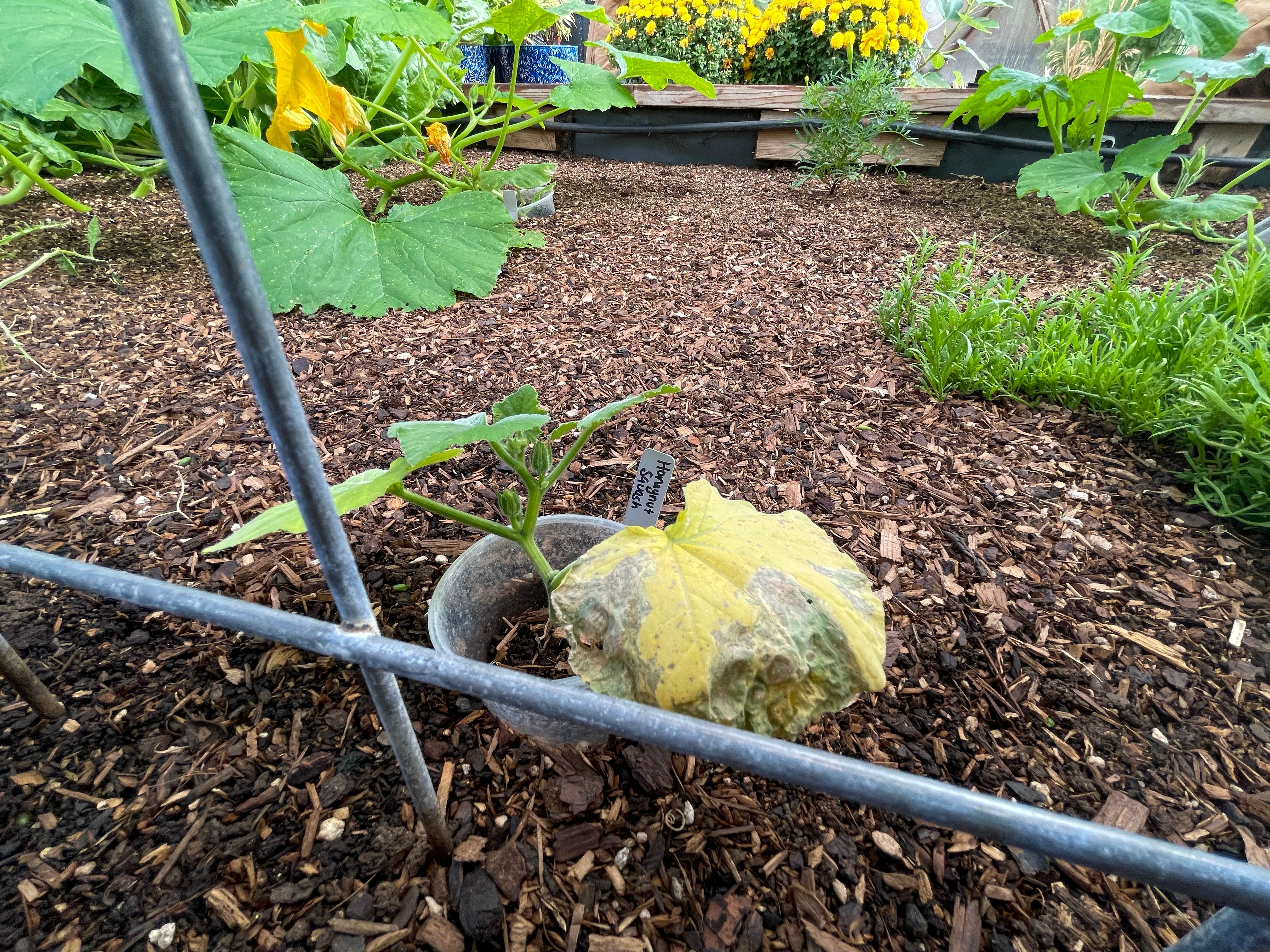small squash plant with yellowed leaves