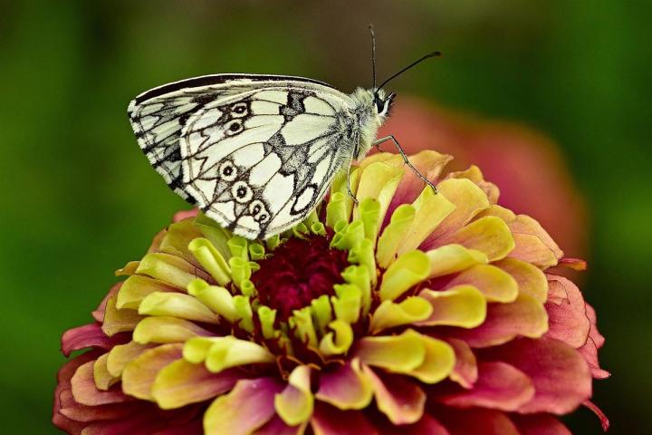 zinnia and butterfly