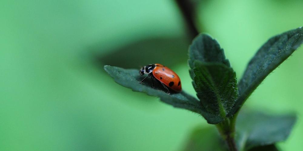 Beneficial Insect Ladybug