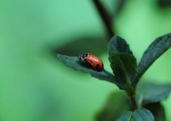 Organic Pest Management In A Growing Dome