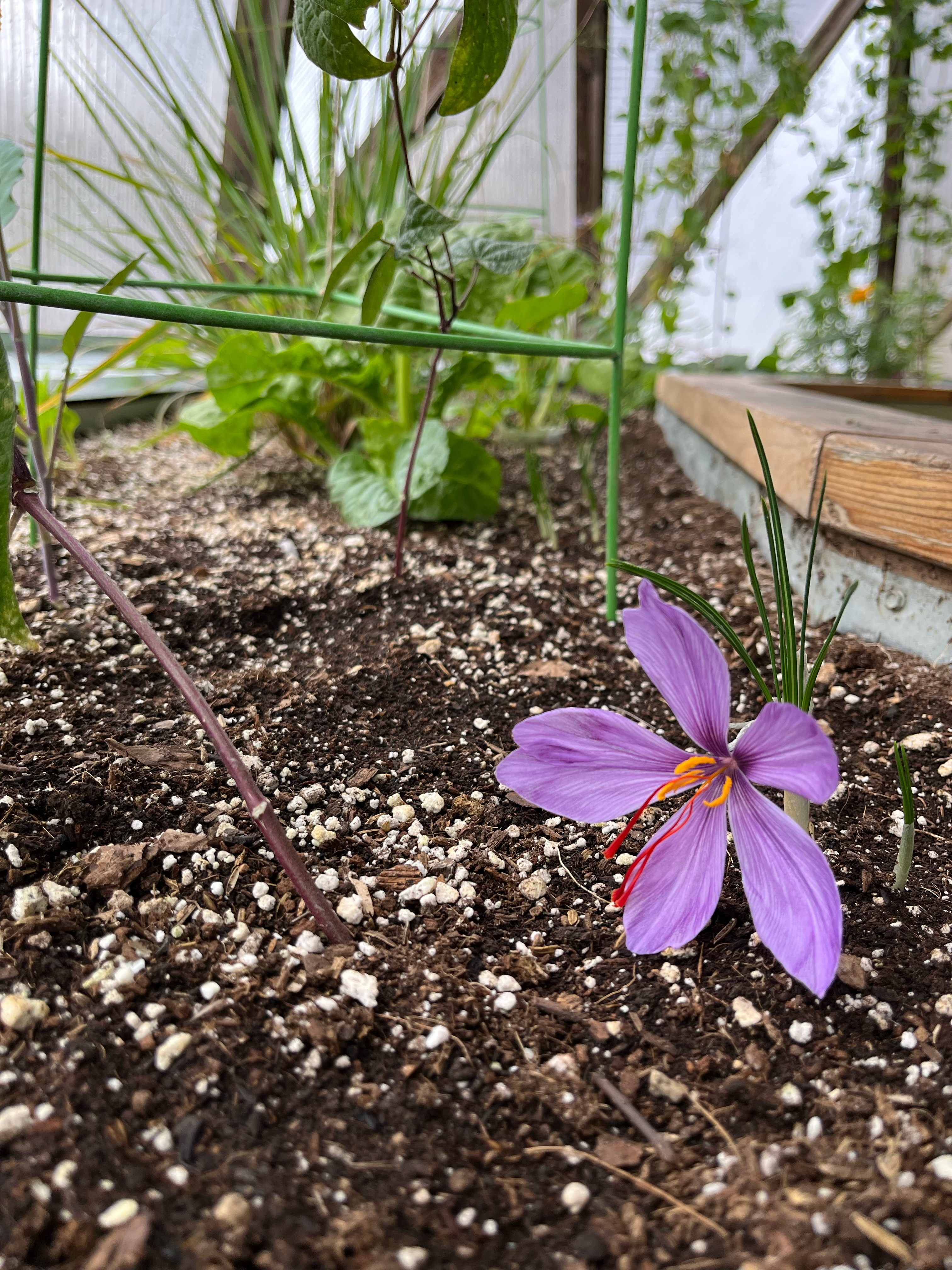 Purple saffron flower in bloom in a greenhouse raised garden bed