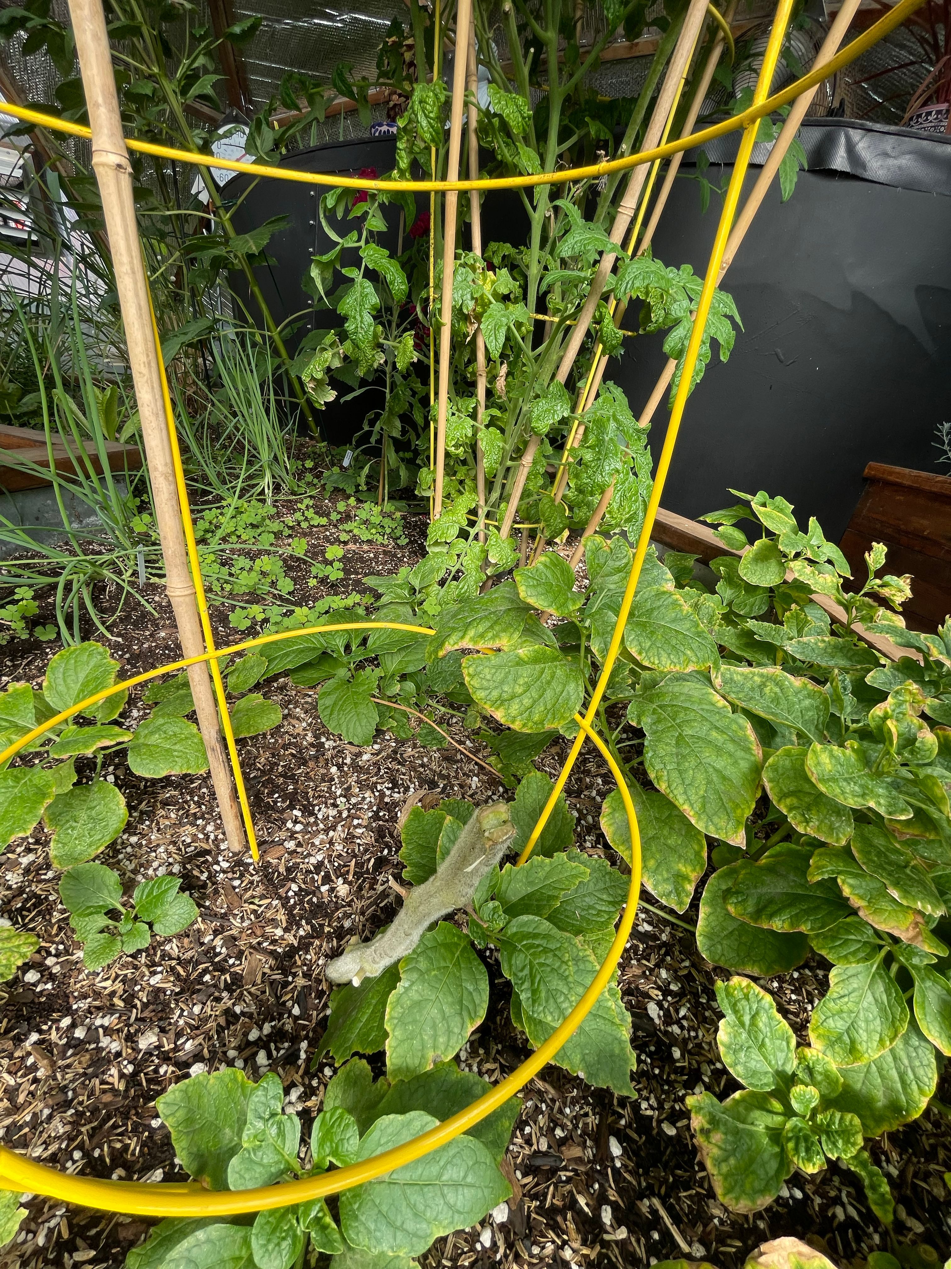 tomato stalk that has been cut down but is still inside a tomato cage in a raised bed