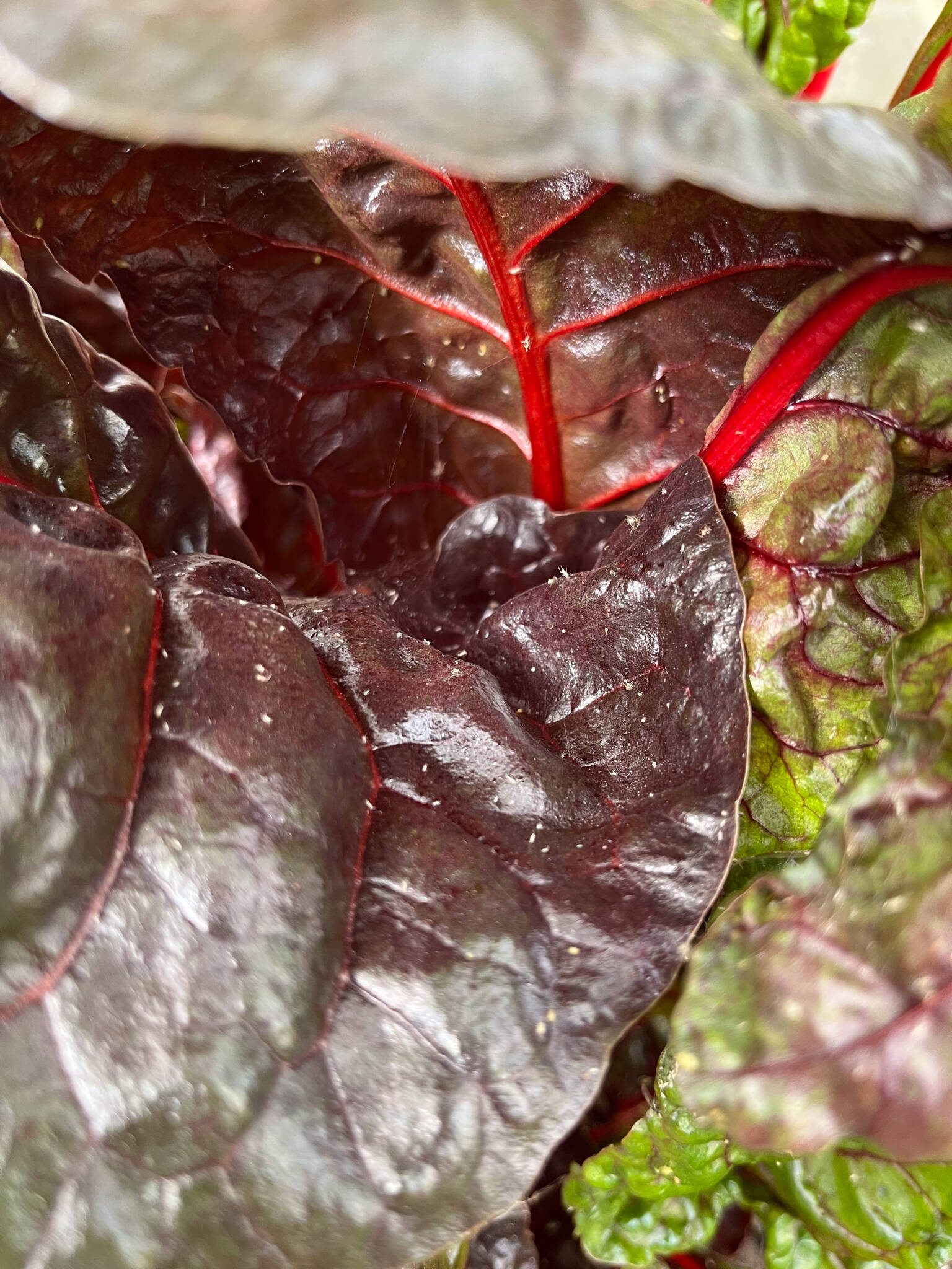 Whiteflies on a chard plant with vibrant red stem and dark purple leaves