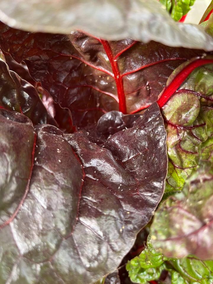 Whiteflies on a chard plant with vibrant red stem and dark purple leaves