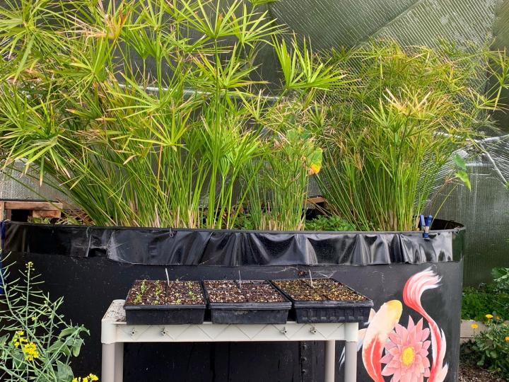 trays of seedlings on a table in front of the above-ground pond