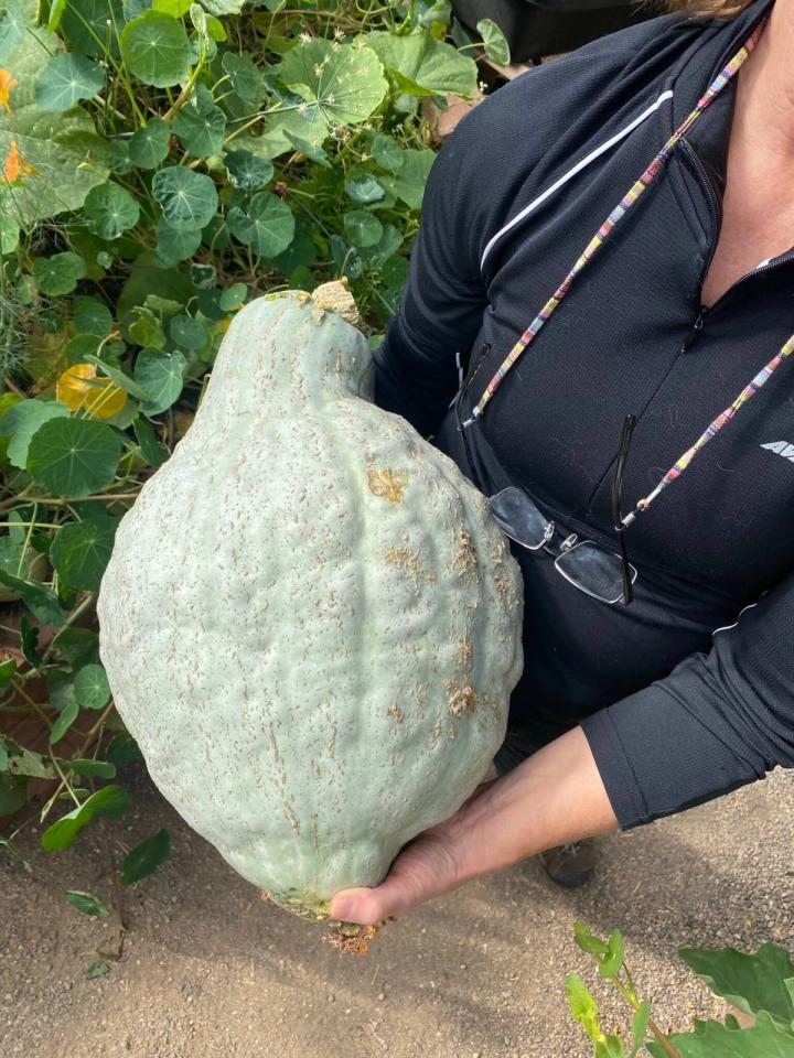 woman holding blue-hubbard-squash