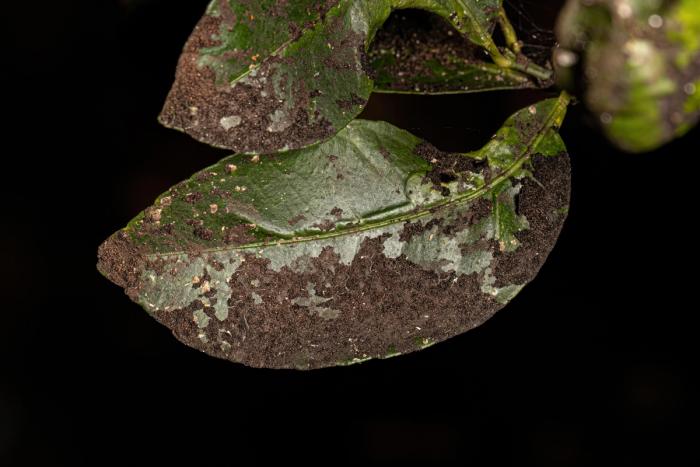black sooty mold on a citrus leaf